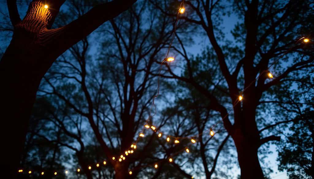 String lights on trees